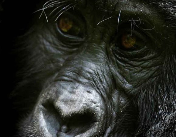 6 Days Uganda Gorilla Tracking