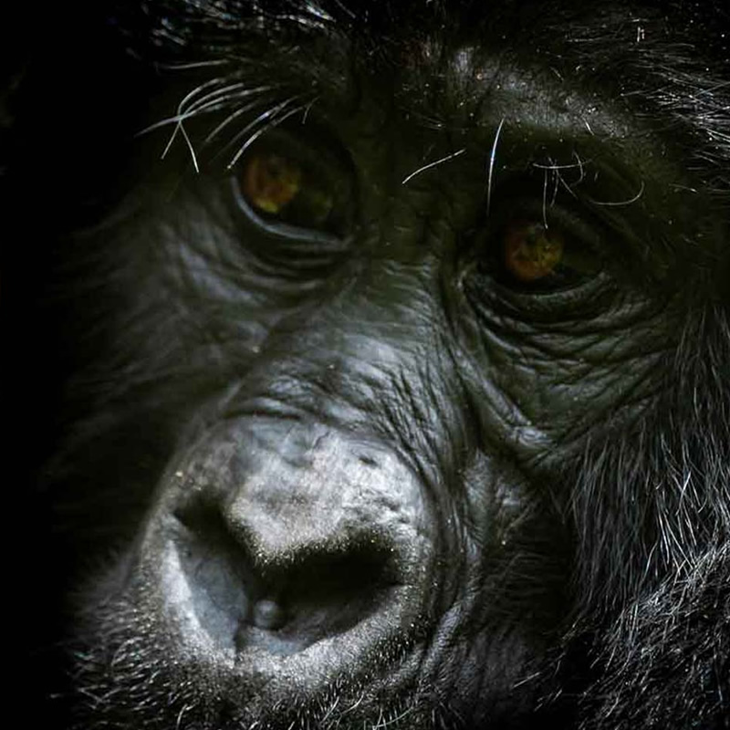 6 Days Uganda Gorilla Tracking