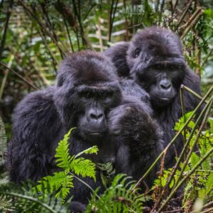 6 Day Uganda Gorilla Safari