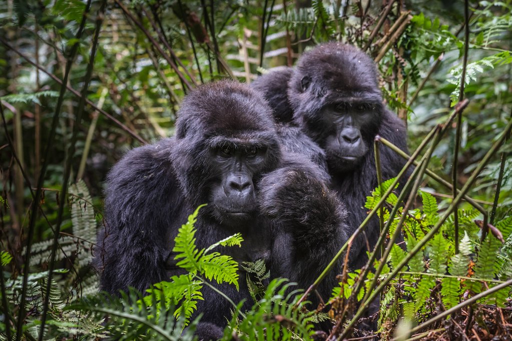 6 Day Uganda Gorilla Safari