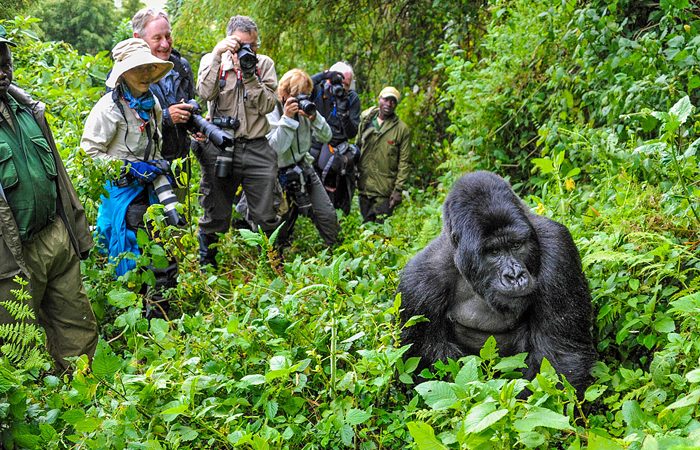 4 Days Uganda Gorilla Adventure