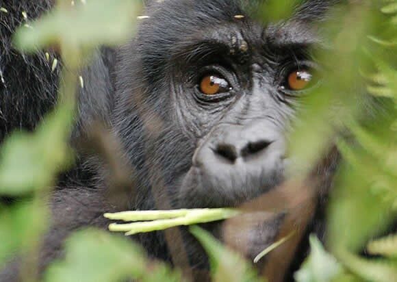 15 Days Gorilla & Wildlife Safari in Uganda