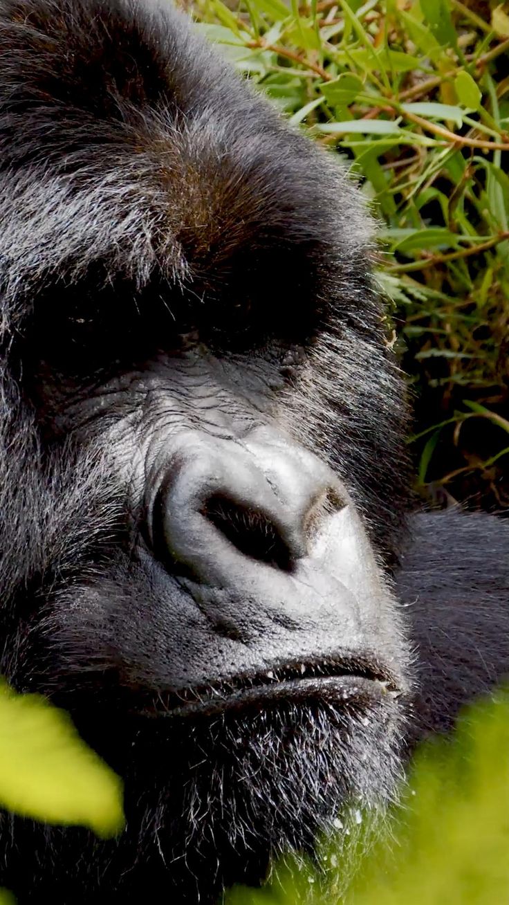 Gorilla Trekking-5-Day Short Holiday Package to Uganda
